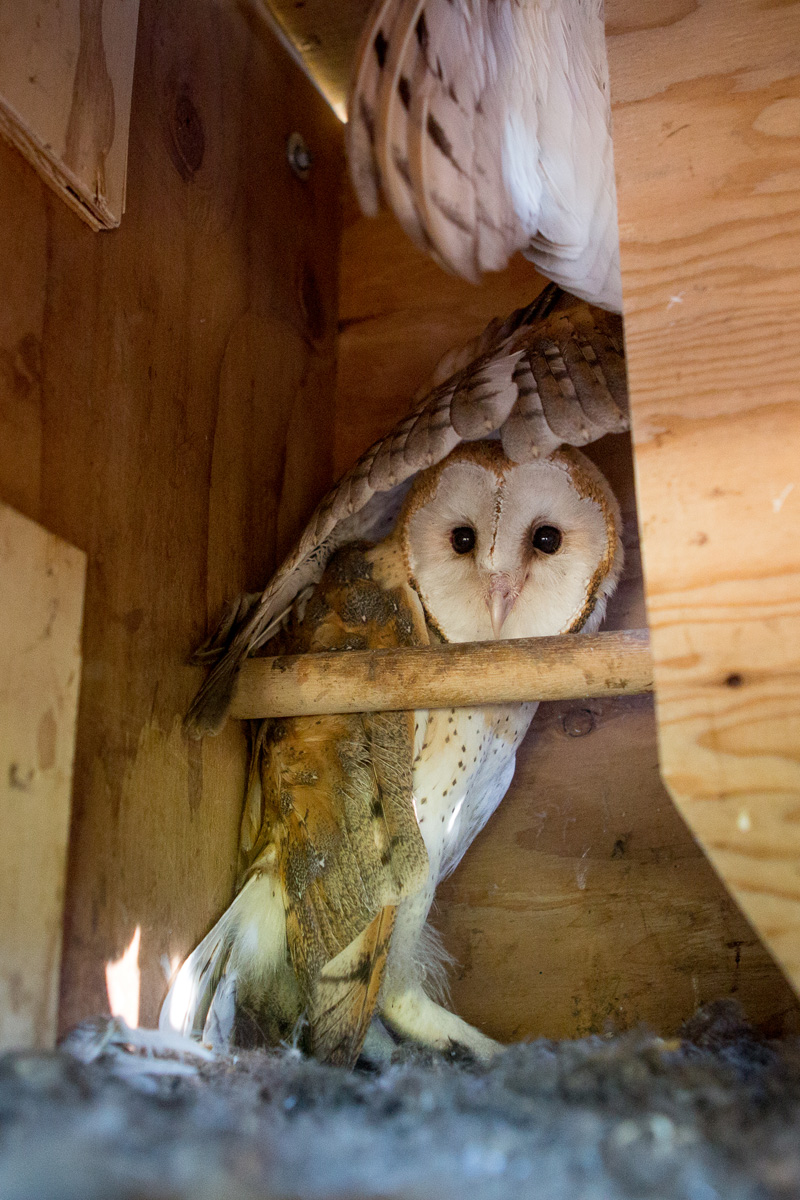 Barn owl youngsters