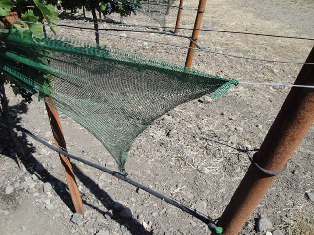 Shade Cloth in Open Position