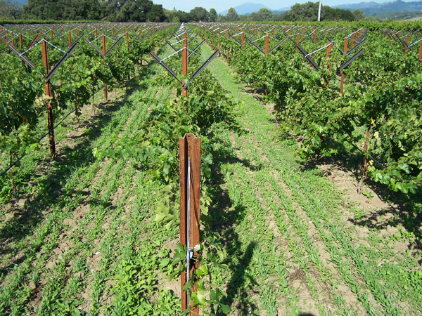 Moveable V-System in Vineyard