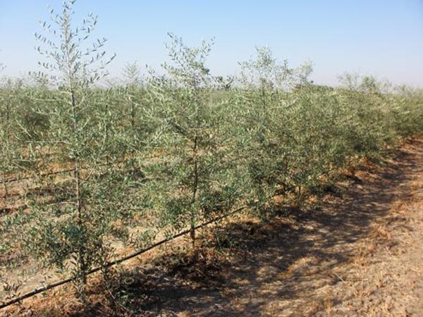  Trellised Olive Orchard