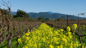 Cover crops are an important part of a sustainable viticulture system.