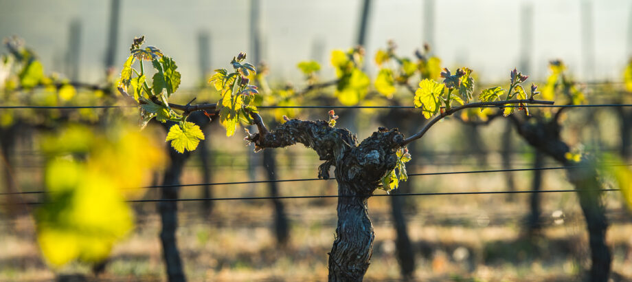 Leaves on a trellised vine growing in a vineyard - showing proper spring vineyard care.