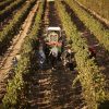 Farmers in a vineyard harvesting grapes - protecting their soil quality by using straw wattles.