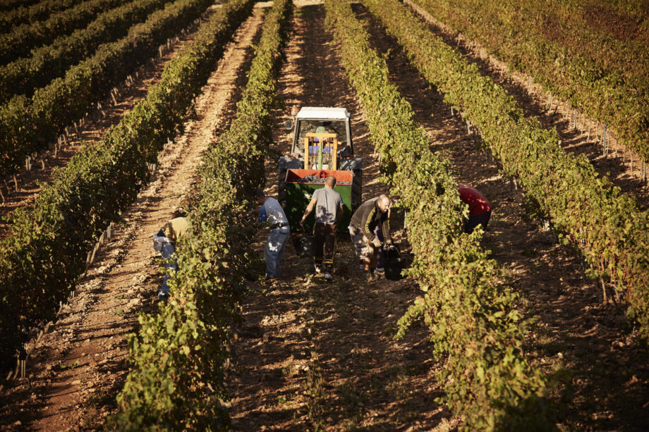 Farmers in a vineyard harvesting grapes - protecting their soil quality by using straw wattles.