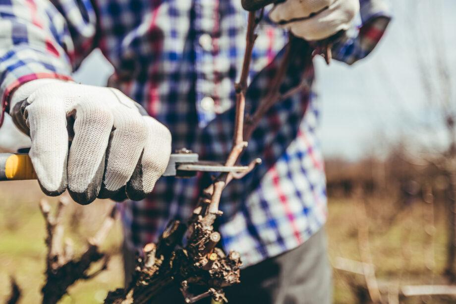 Farmer using winter pruning techniques to prepare his vineyard for the cold season.