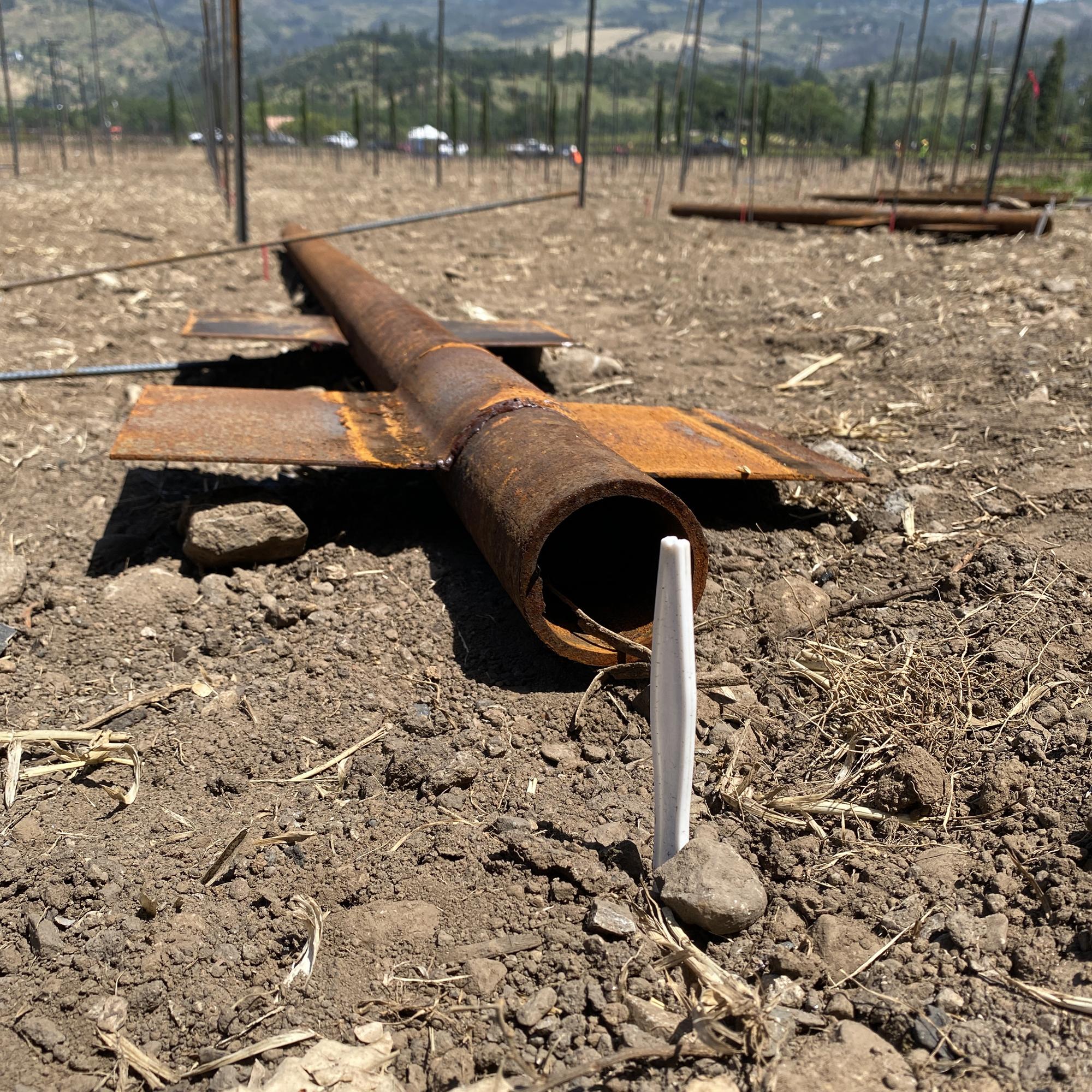 Weeks Gamble Vineyard visit 5-1-2025 (21)-SQR