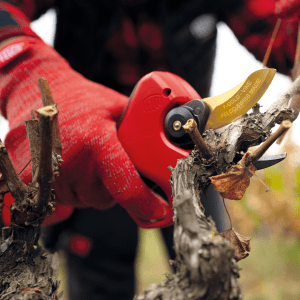 PRUNING_F-PRUNER-834 4 PRUNING_F-PRUNER-834 4